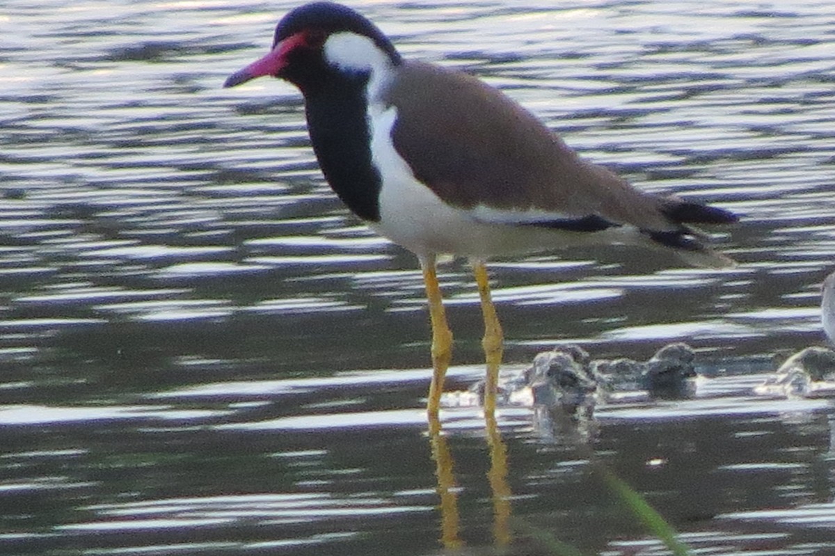 Red-wattled Lapwing - ML46218021