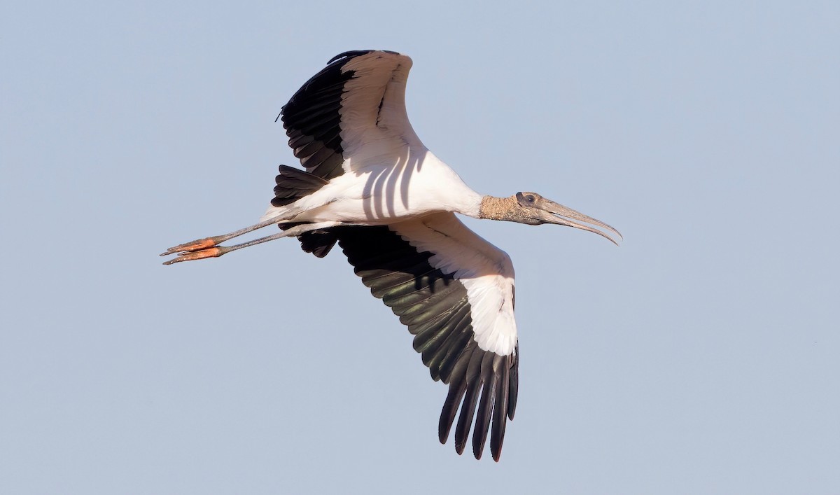 Wood Stork - ML462180841