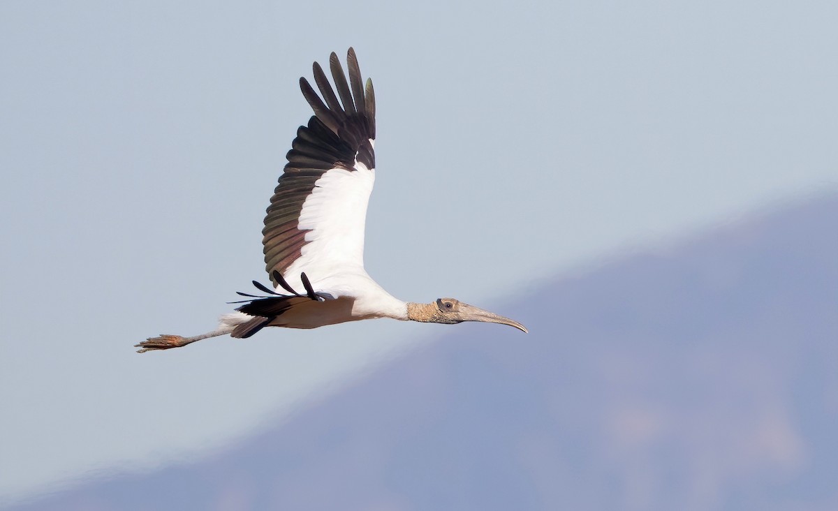 Wood Stork - ML462180871