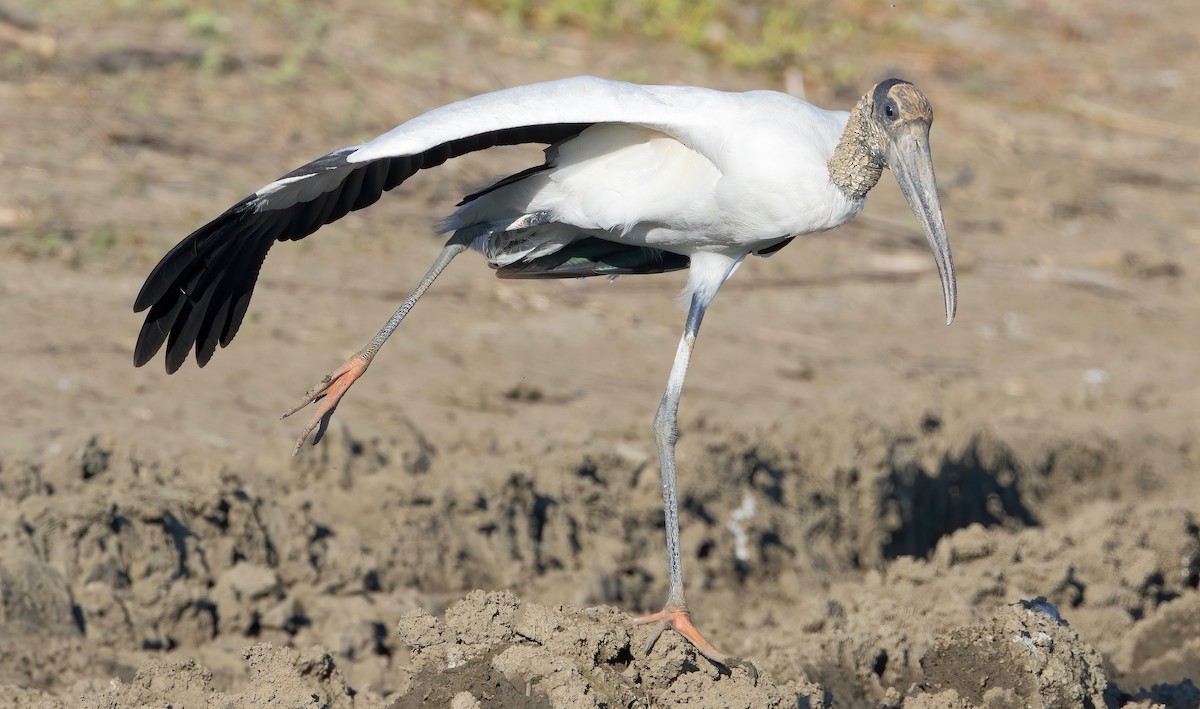 Wood Stork - ML462180951