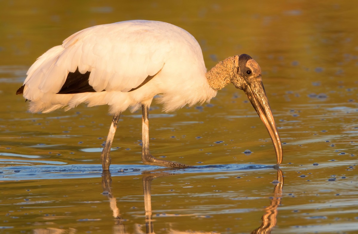 Wood Stork - ML462181021