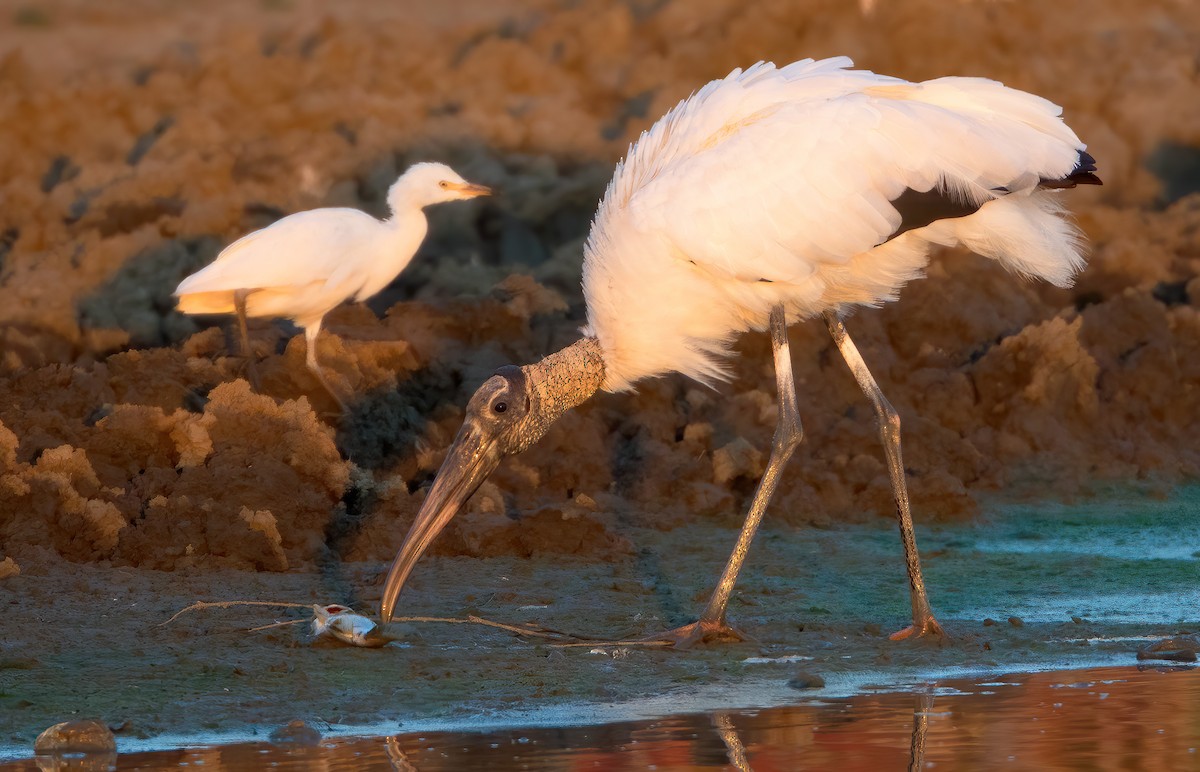 Wood Stork - ML462181061