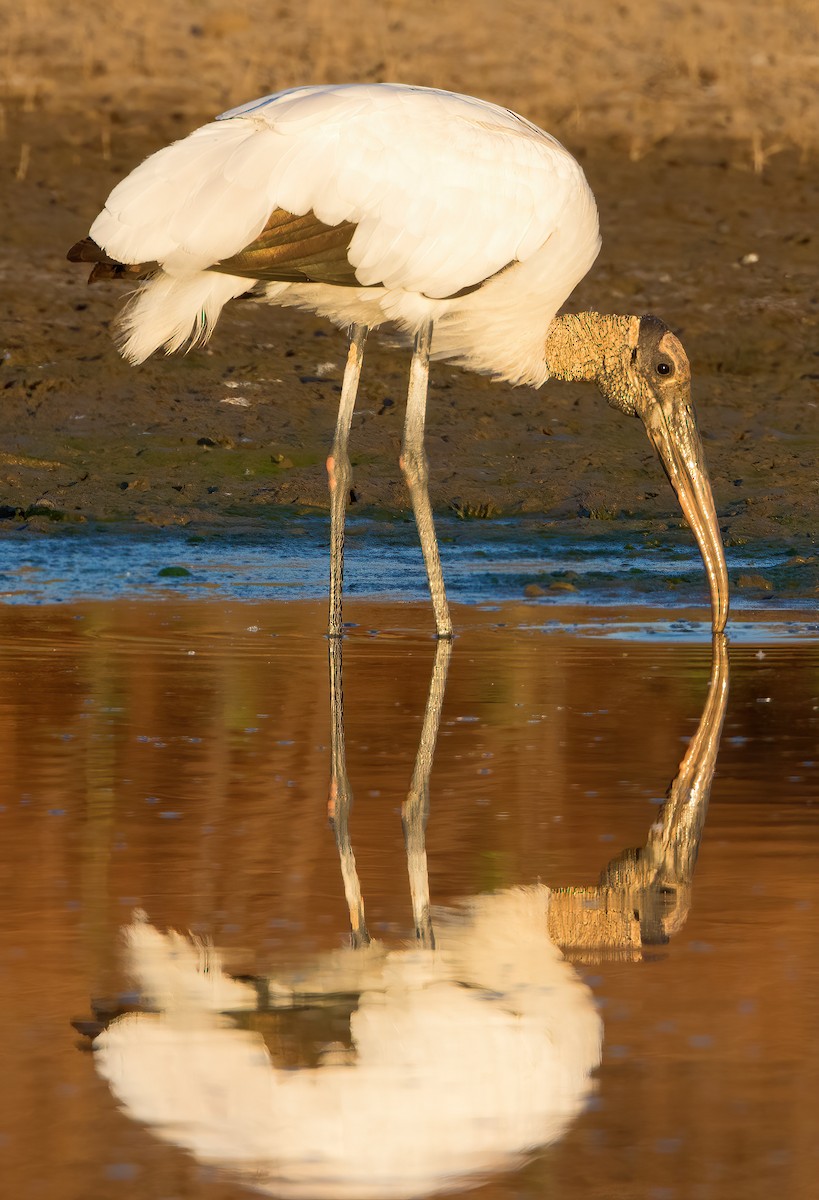 Wood Stork - ML462181141