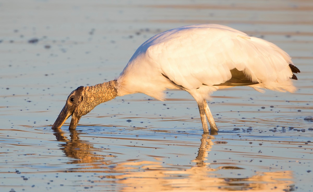 Wood Stork - ML462181191