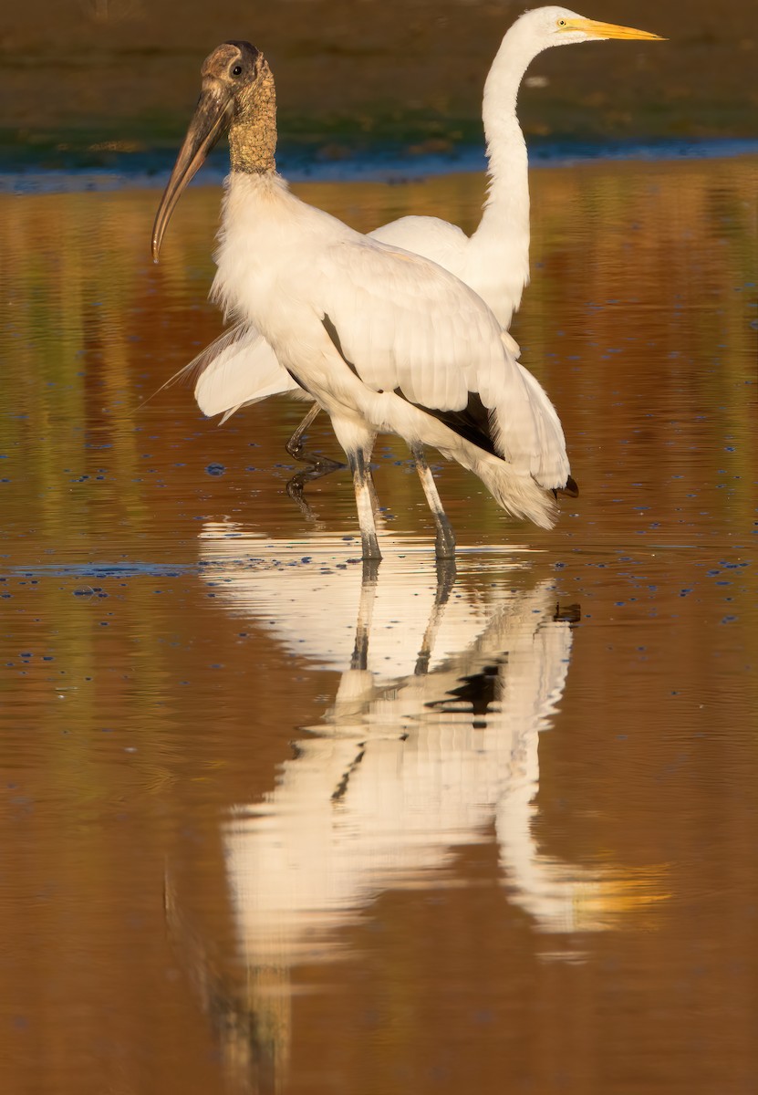 Wood Stork - Mark Chappell