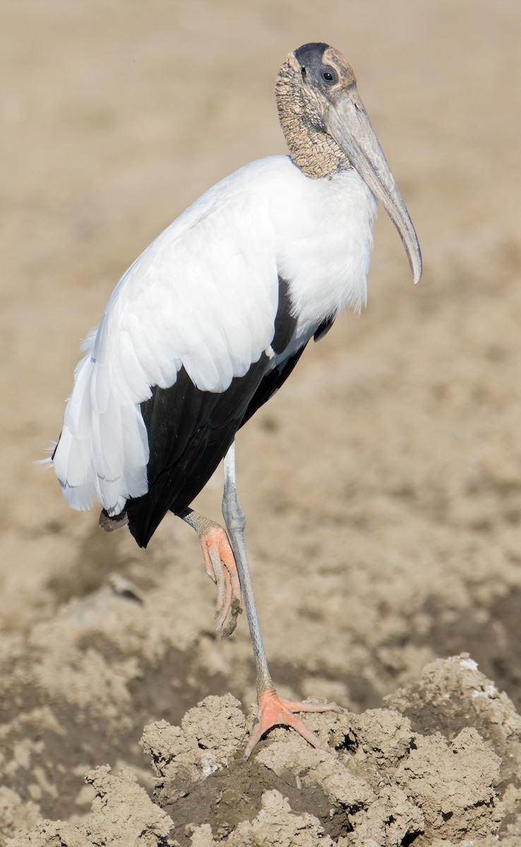 Wood Stork - ML462181251