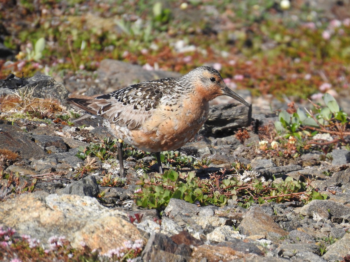 Red Knot - ML462182681