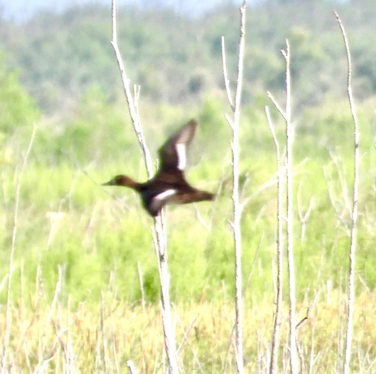 Lesser Scaup - ML462184751