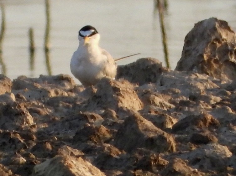 Least Tern - Christopher Daniels