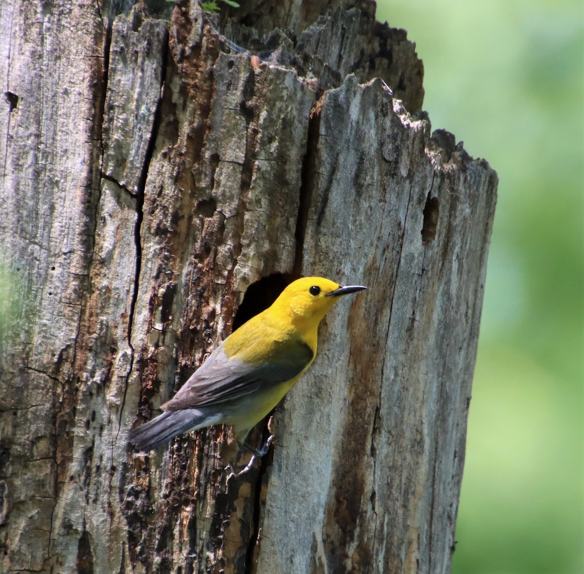 Prothonotary Warbler - ML462185301