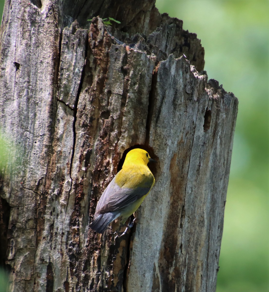 Prothonotary Warbler - ML462185311