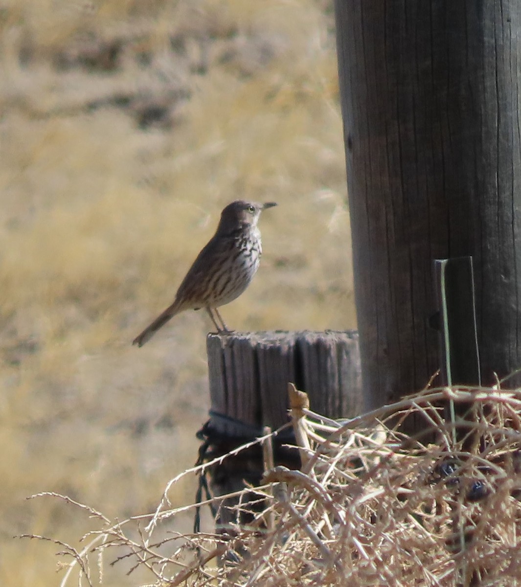 Sage Thrasher - ML462187641