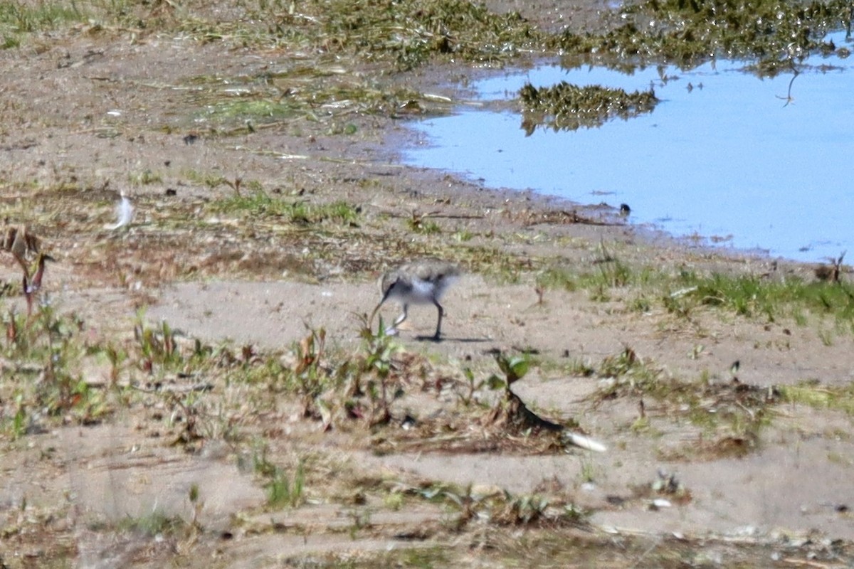 Spotted Sandpiper - Travis Suckow