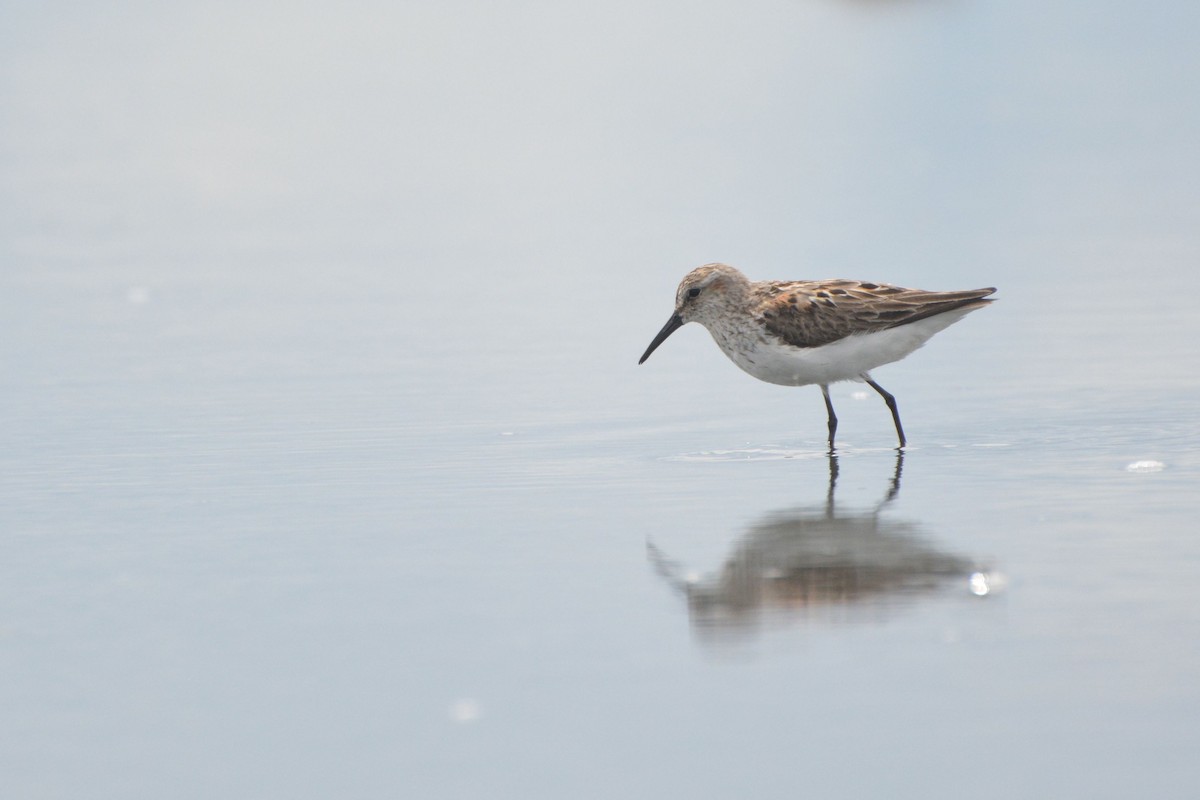 Western Sandpiper - Bridget Spencer