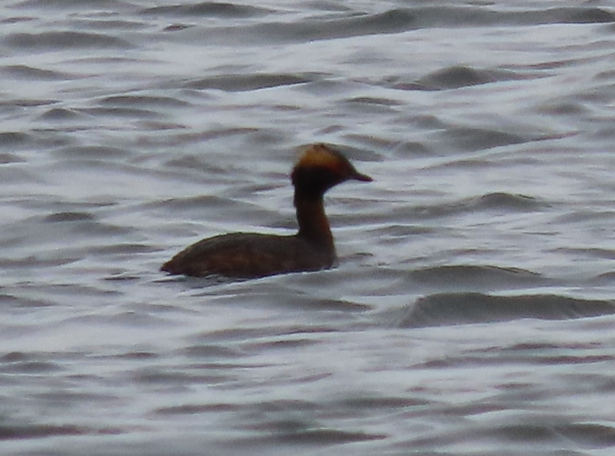 Eared Grebe - ML462190781