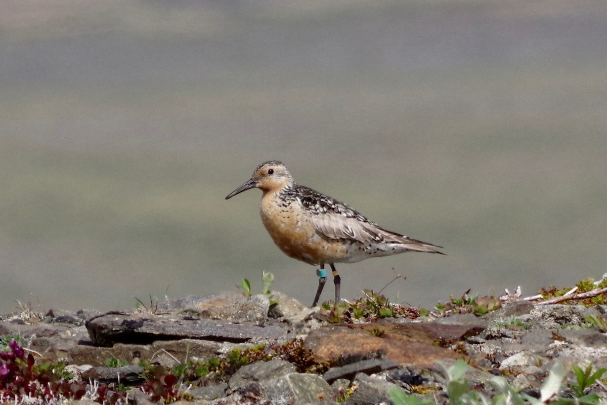 Red Knot - ML462193381