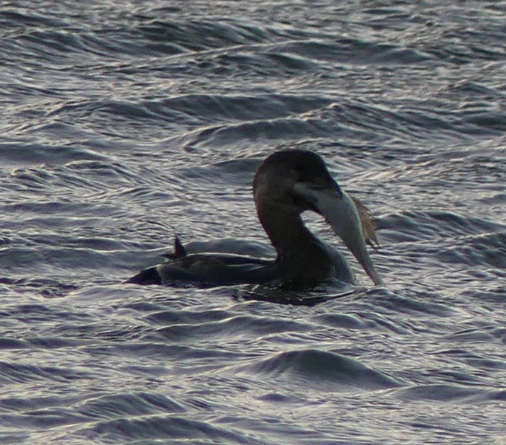 Pied-billed Grebe - ML46219411