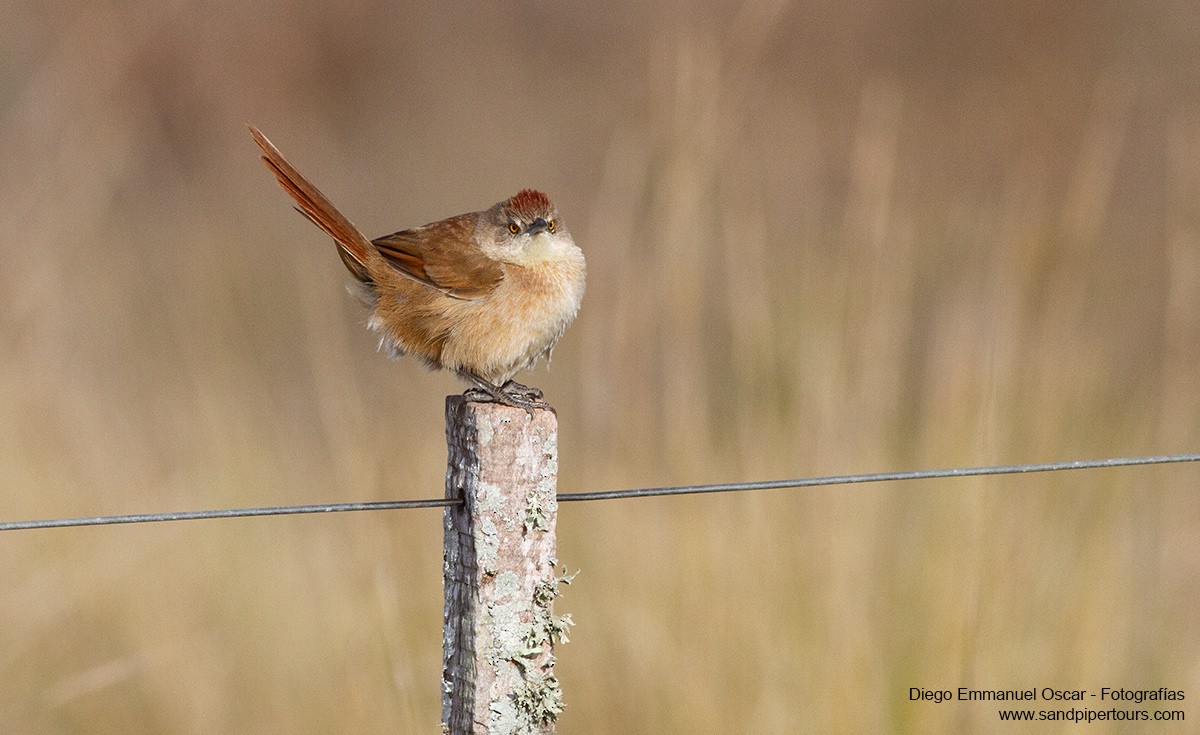 Freckle-breasted Thornbird - ML462194221