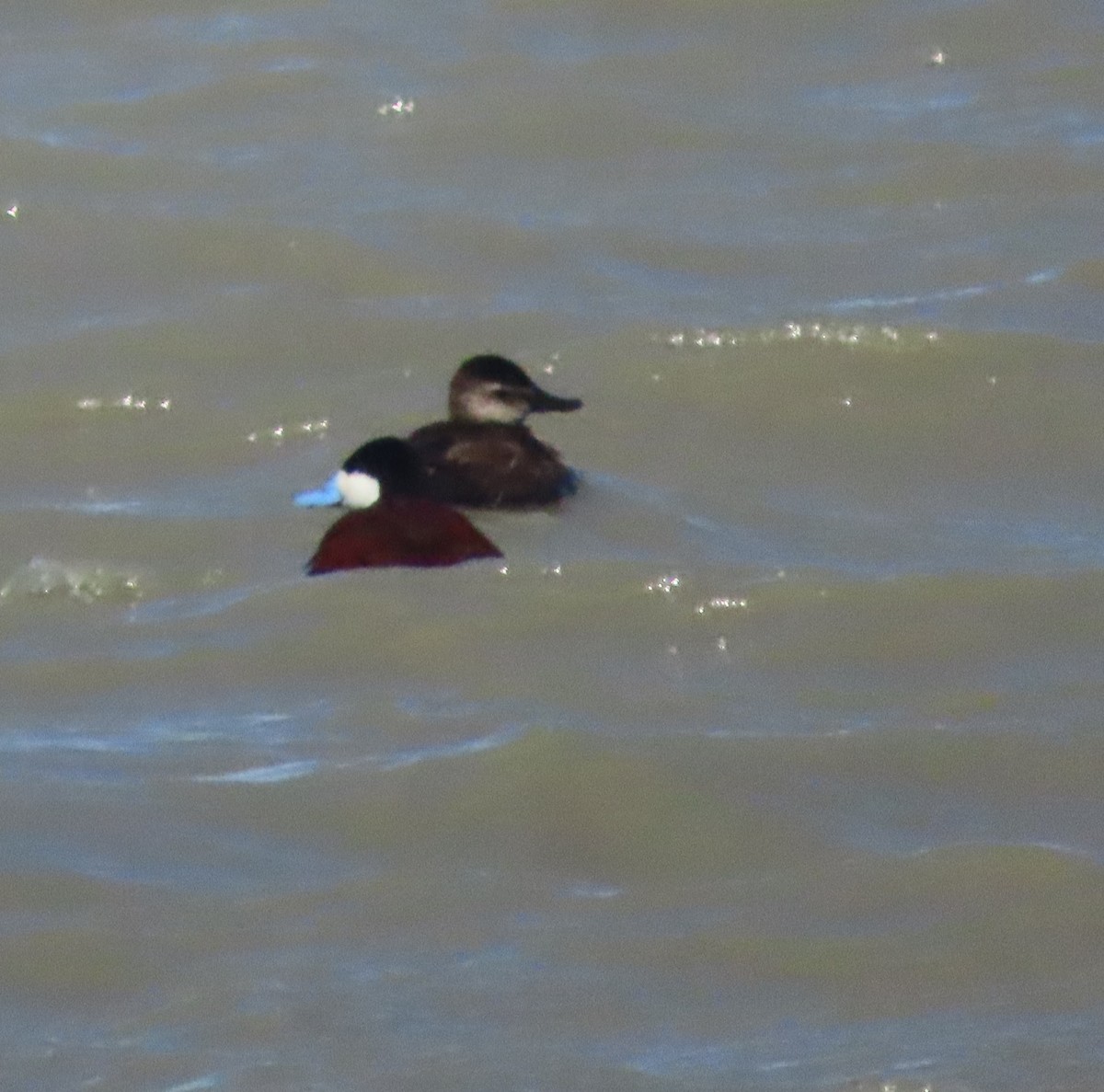 Ruddy Duck - ML462194391