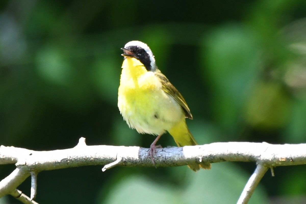 Common Yellowthroat - ML462194981