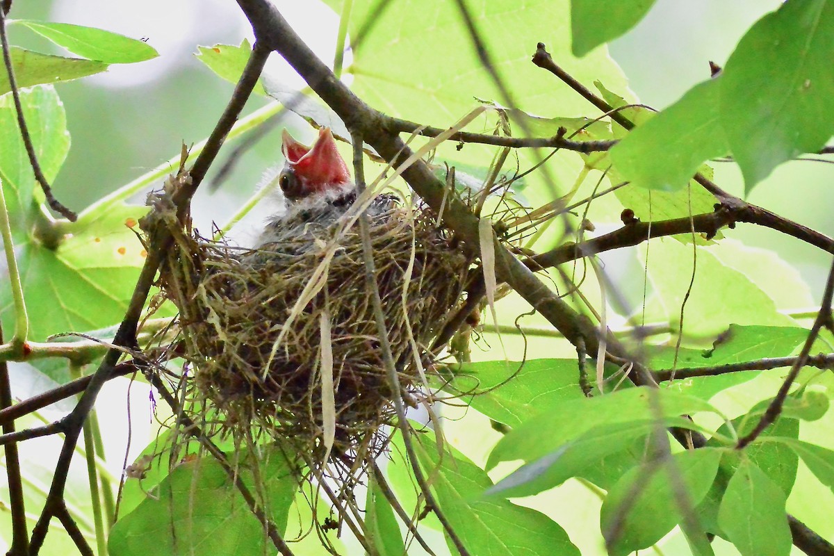 Acadian Flycatcher - Seth Honig