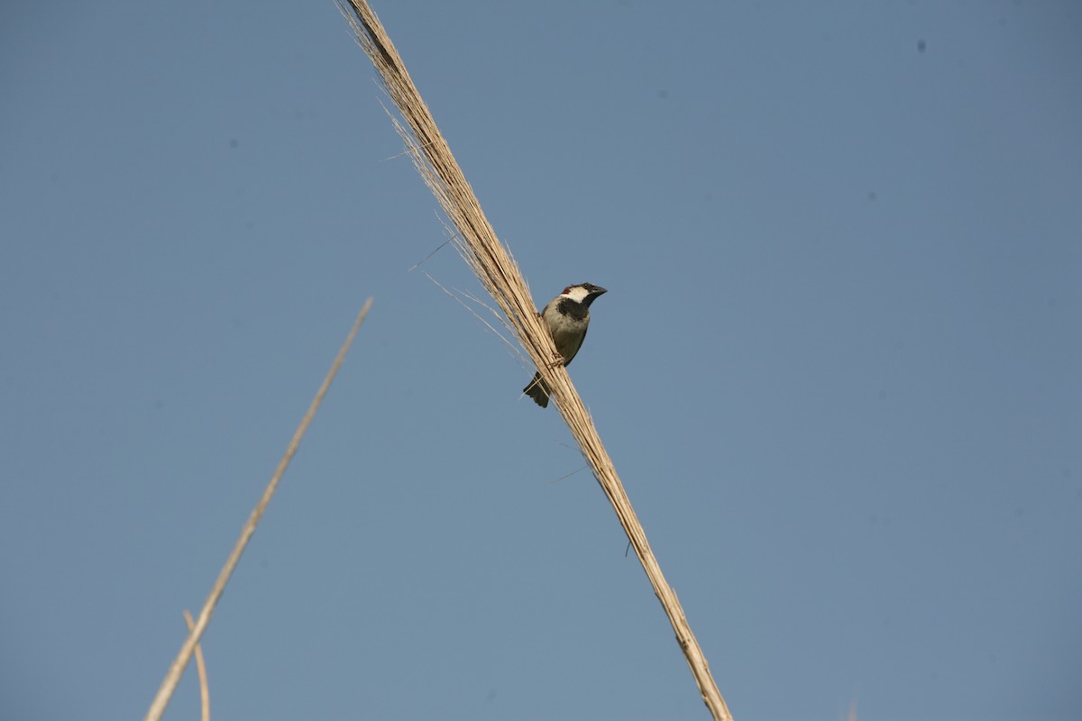 Italian Sparrow - ML462196501