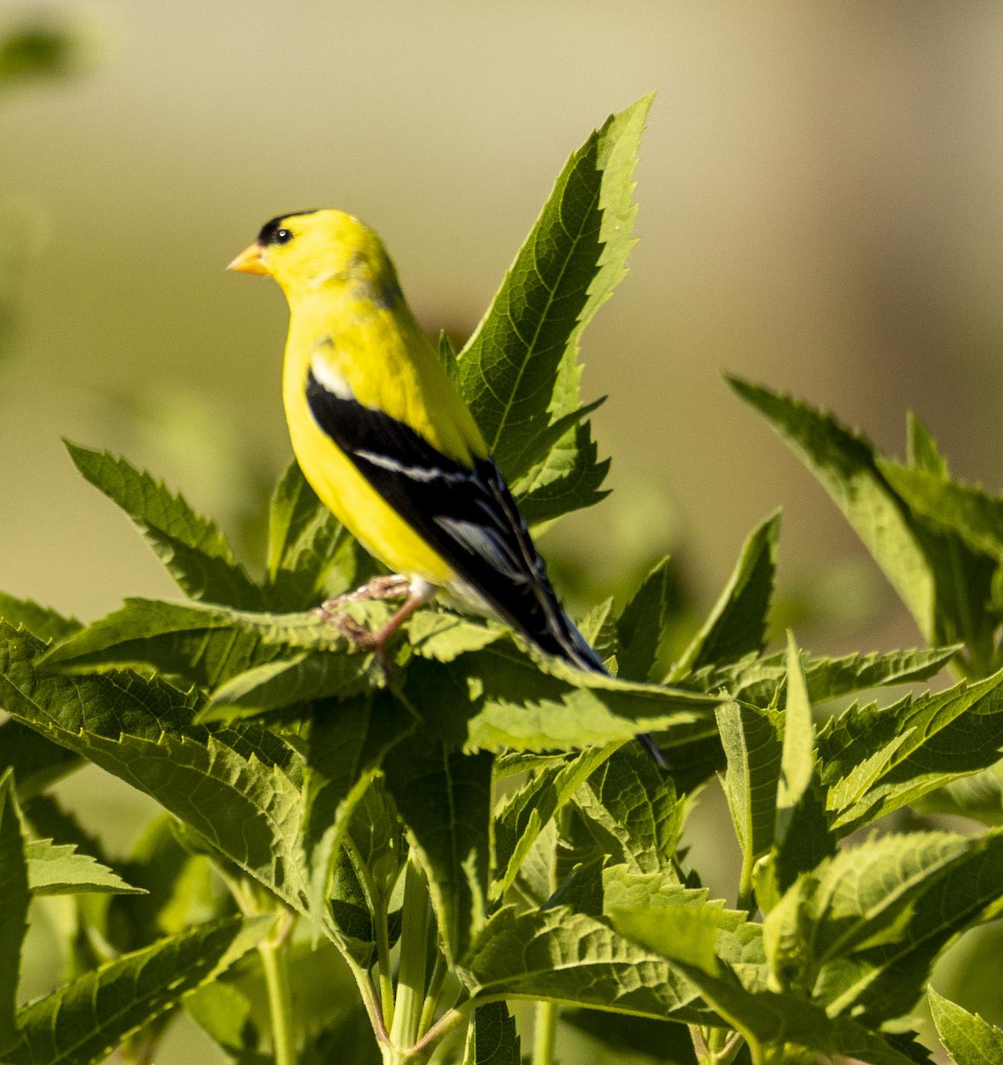 American Goldfinch - George Keller