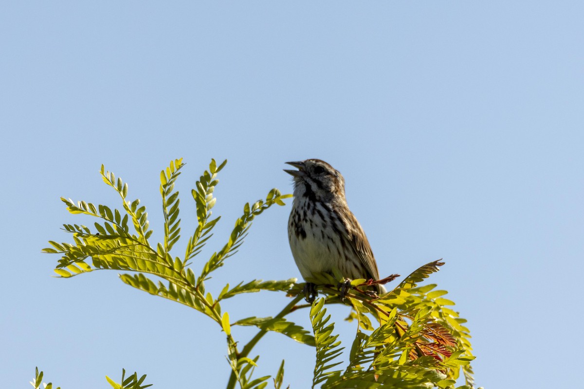 Song Sparrow - ML462198261