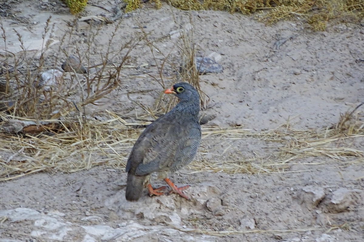 Red-billed Spurfowl - ML46219851