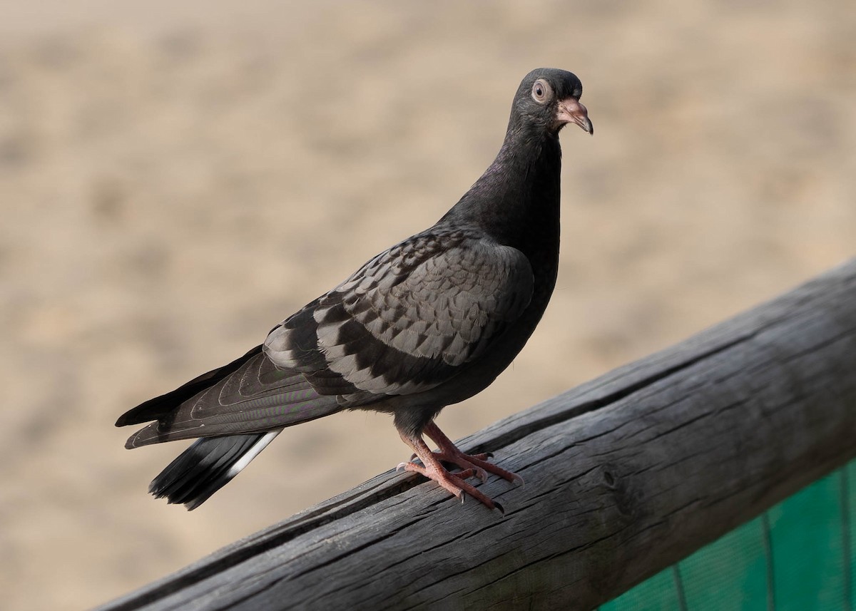 Rock Pigeon (Feral Pigeon) - ML462198731