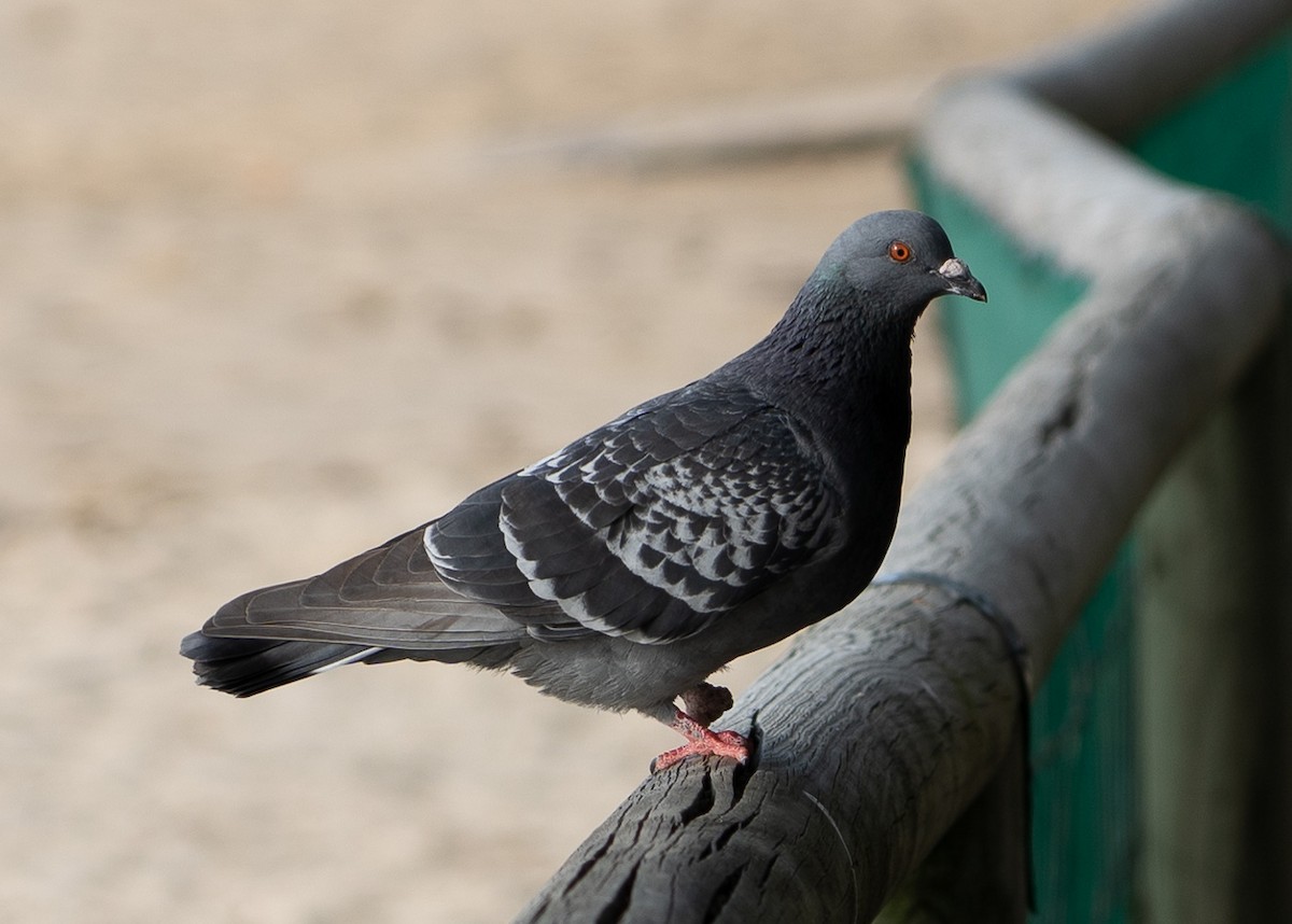 Rock Pigeon (Feral Pigeon) - ML462198741