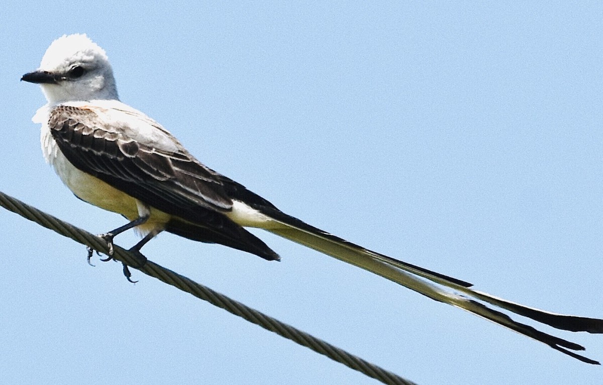 Scissor-tailed Flycatcher - ML462199871