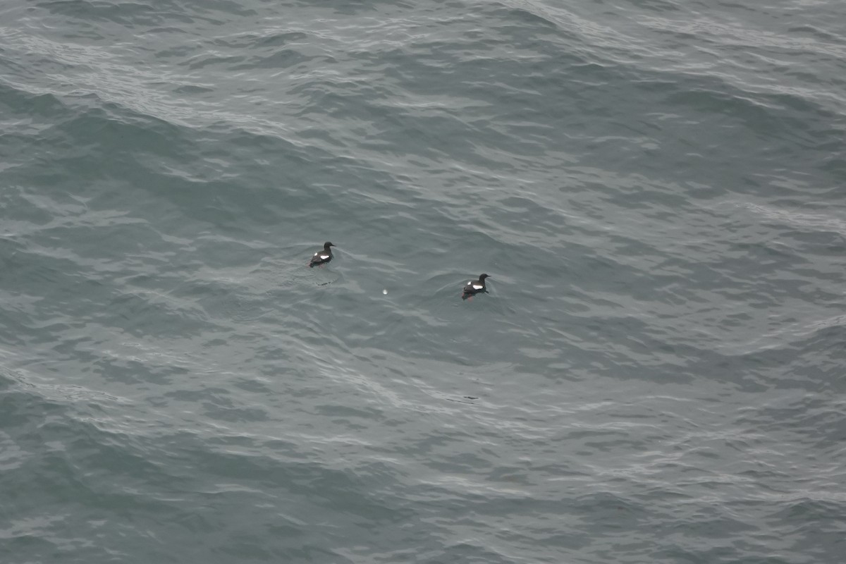 Black Guillemot - ML462200111