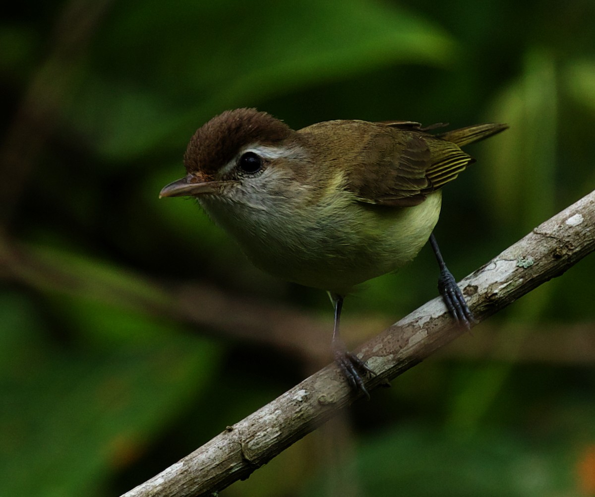 Brown-capped Vireo - ML462200881