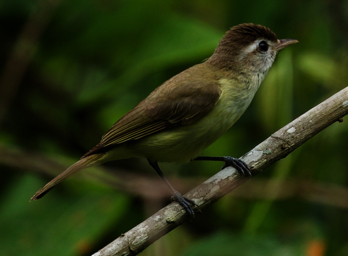 Brown-capped Vireo - ML462200901