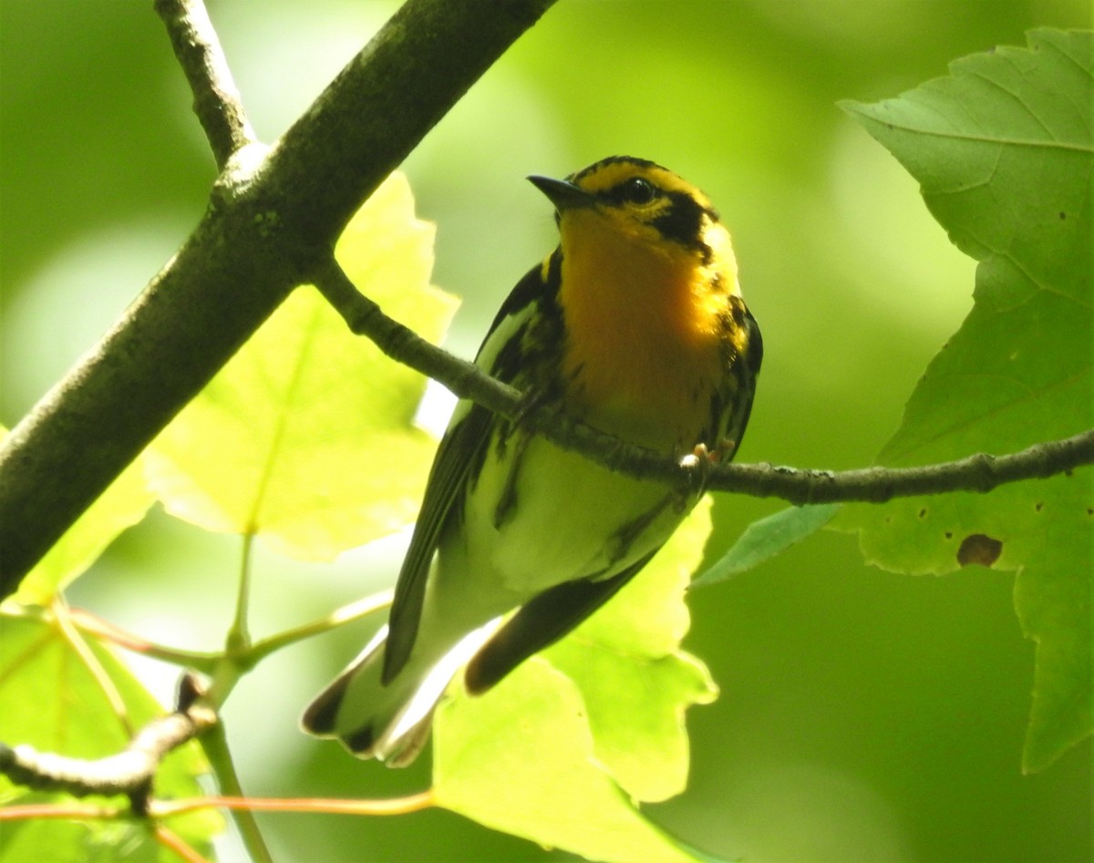 Blackburnian Warbler - ML462200931