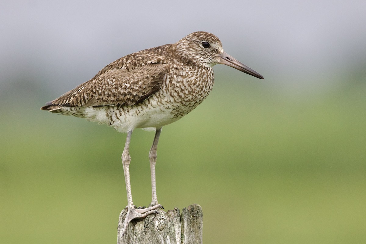 willetsnipe (semipalmata) - ML462201571