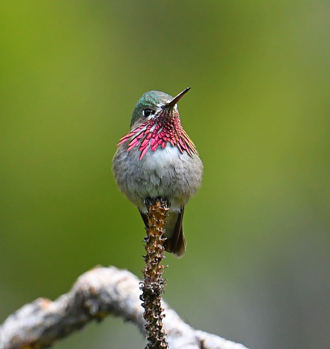 Calliope Hummingbird - ML462202171
