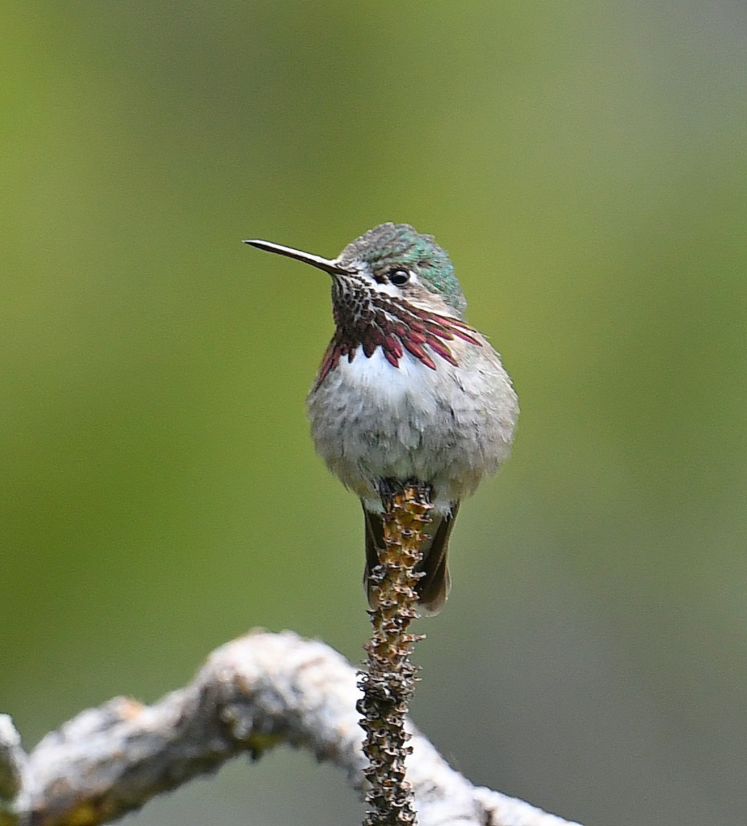 Calliope Hummingbird - ML462202181