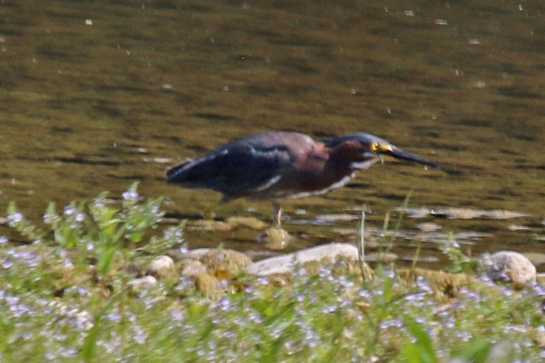 Koartzatxo berdea - ML462202941