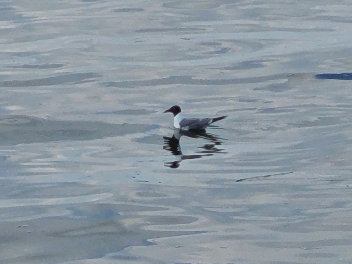 Laughing Gull - Crystal Whitehead