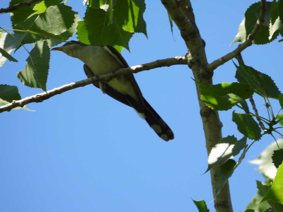 Yellow-billed Cuckoo - ML462207631