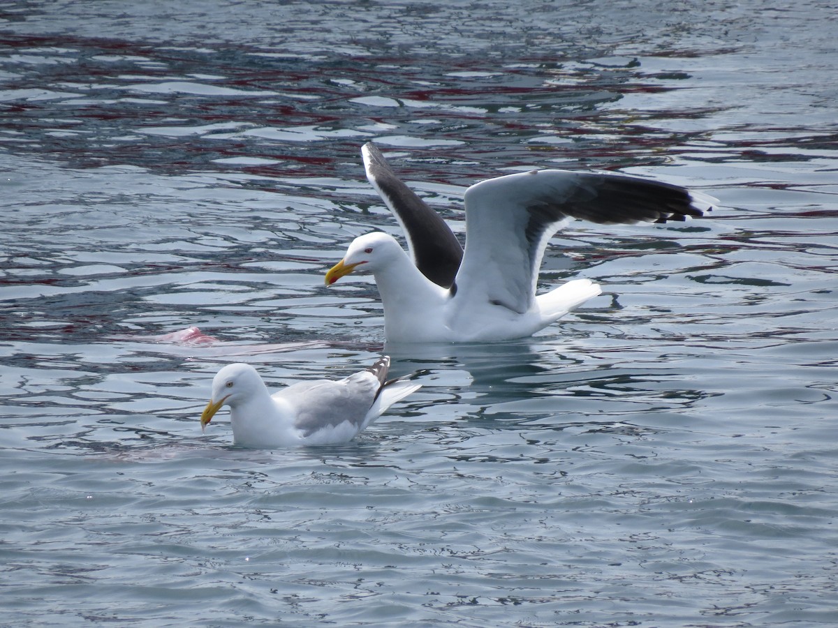 Great Black-backed Gull - Christian Cholette