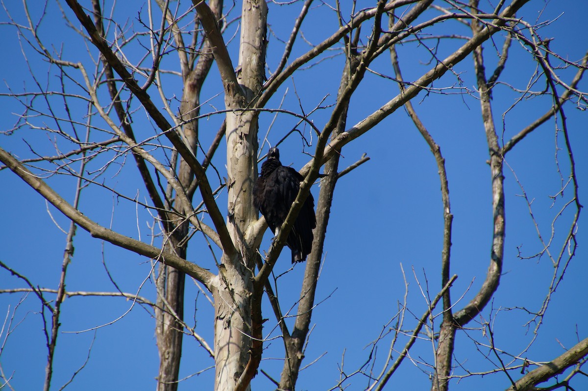 Black Vulture - ML462209831