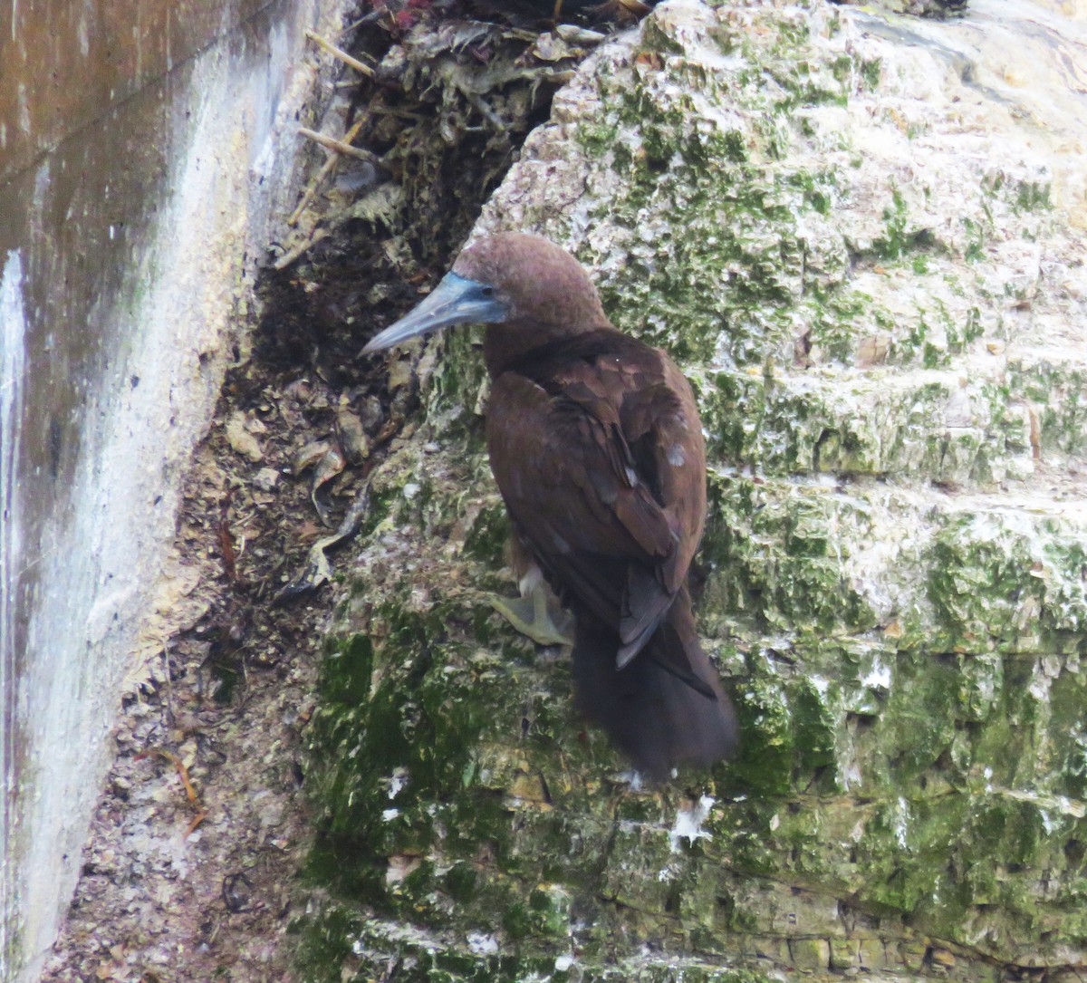 Brown Booby - ML462210151
