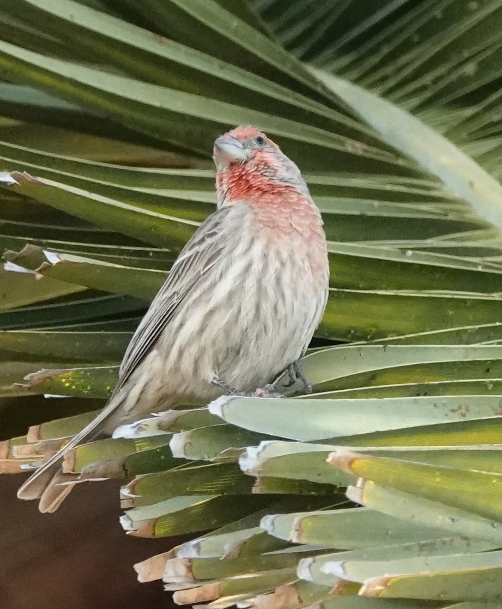 House Finch - ML462210231