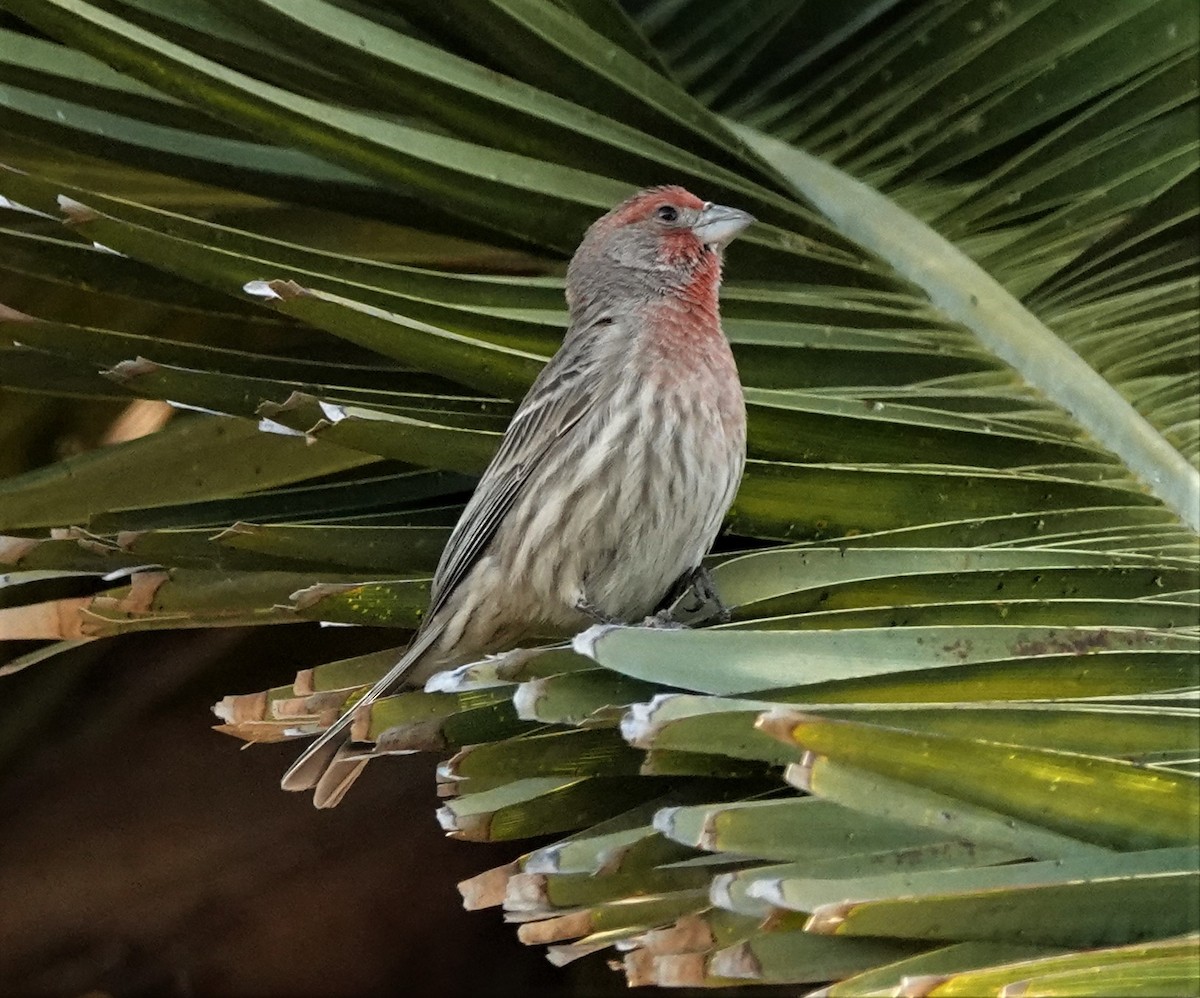 House Finch - ML462210251