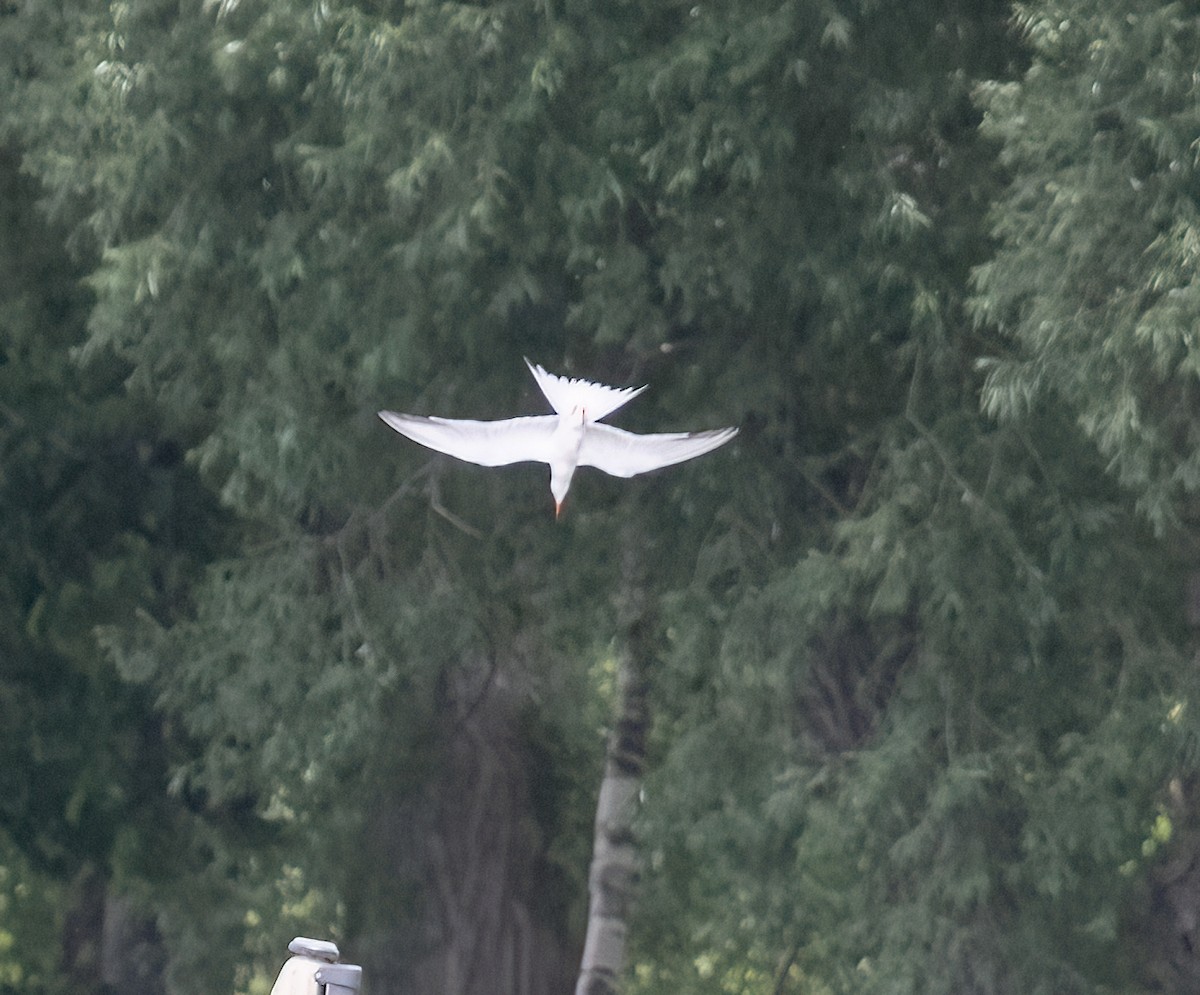 Common Tern - ML462212081