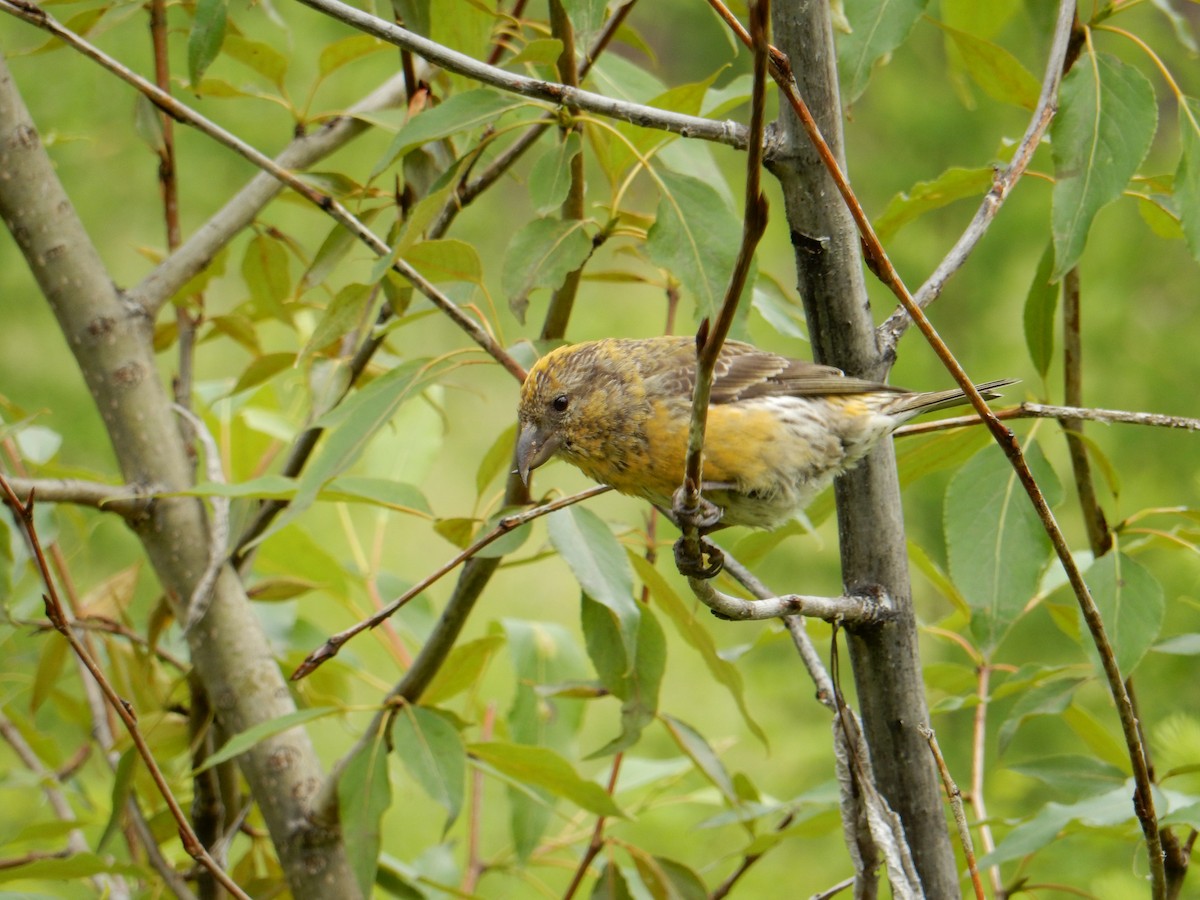 Red Crossbill - ML462212141