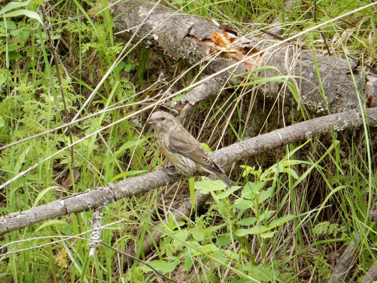 Red Crossbill - ML462212321